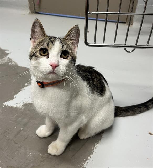 RYAN - Domestic Short Hair available for adoption