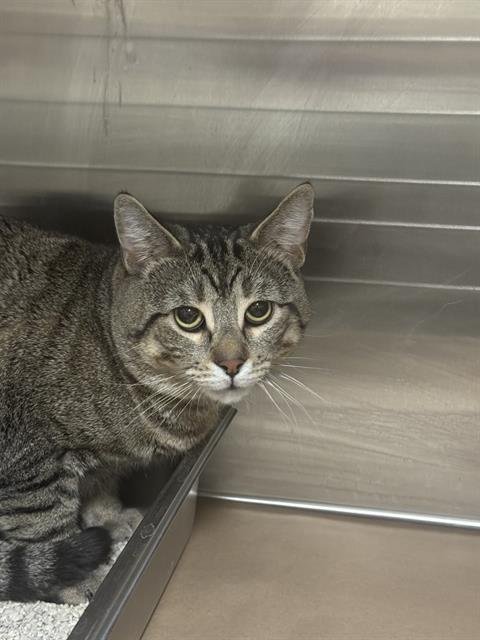 TEX - Domestic Short Hair available for adoption