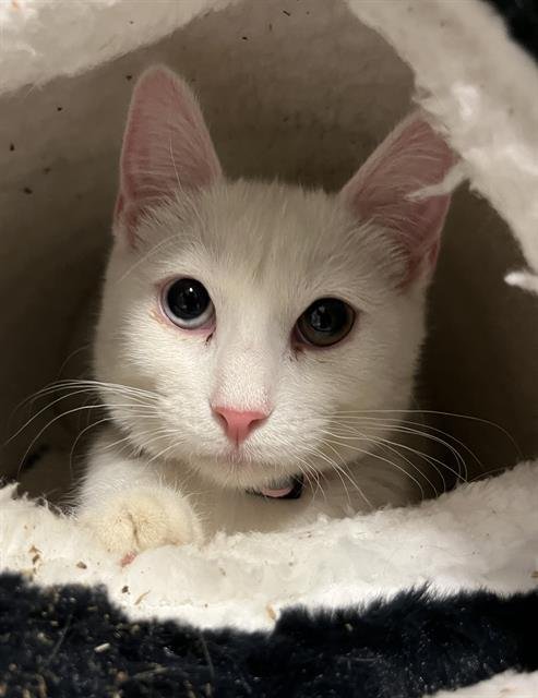 BELFI - Domestic Short Hair available for adoption