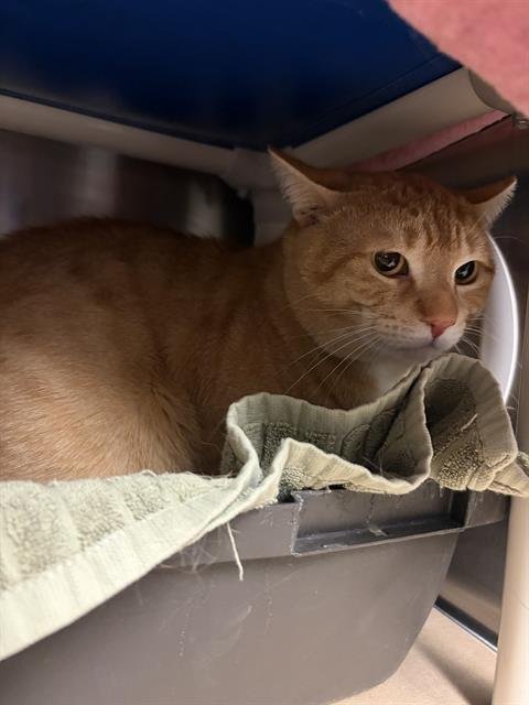 DEXTER - Domestic Short Hair available for adoption