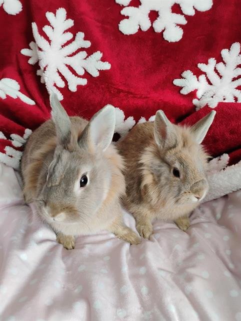 ELLIE - Shorthaired Rabbit available for adoption