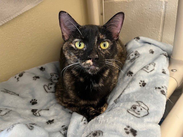 CHOCOLATE MOOCHIE - Domestic Short Hair available for adoption