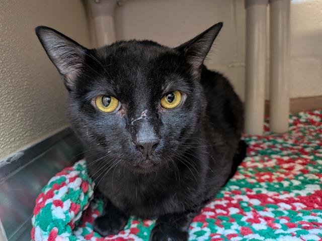 SLIM SHADY - Domestic Short Hair available for adoption