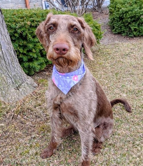 STORM - German Shorthaired Pointer / Poodle (Standard) available for adoption