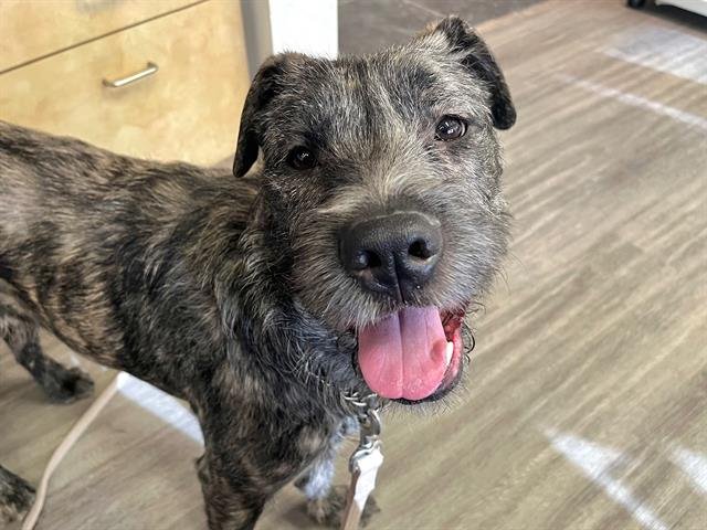 LUCY - Border Terrier available for adoption