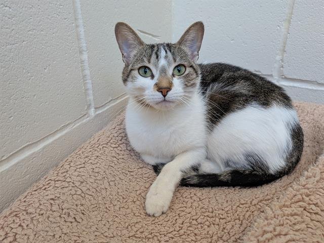 JLO - Domestic Short Hair available for adoption