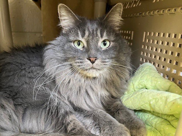 LIL SISTER - Domestic Long Hair available for adoption