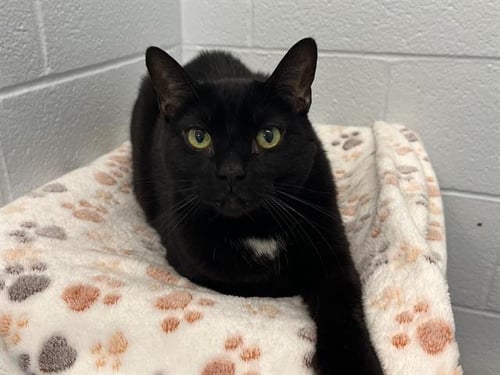 A1031111 - Domestic Short Hair available for adoption