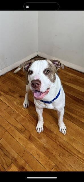 LUCKY - American Bulldog available for adoption