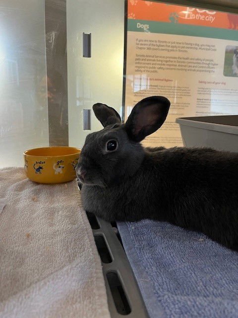 DIAMOND - Shorthaired Rabbit available for adoption