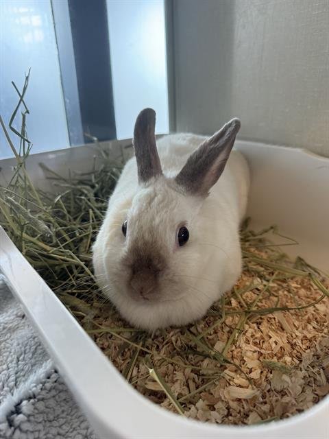 SNOWBALL - Netherland Dwarf available for adoption