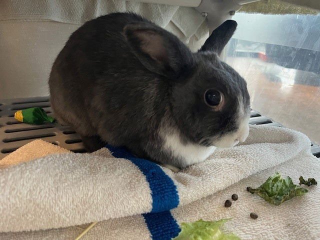 PRINCESS - Shorthaired Rabbit available for adoption