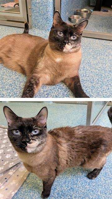 TOAST - Siamese available for adoption