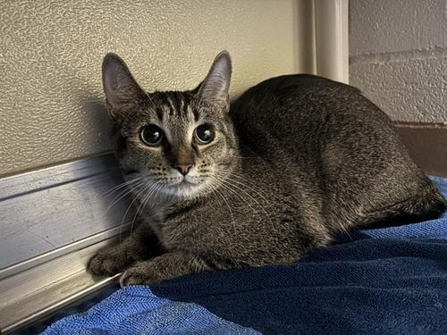 SERENA - Domestic Short Hair available for adoption