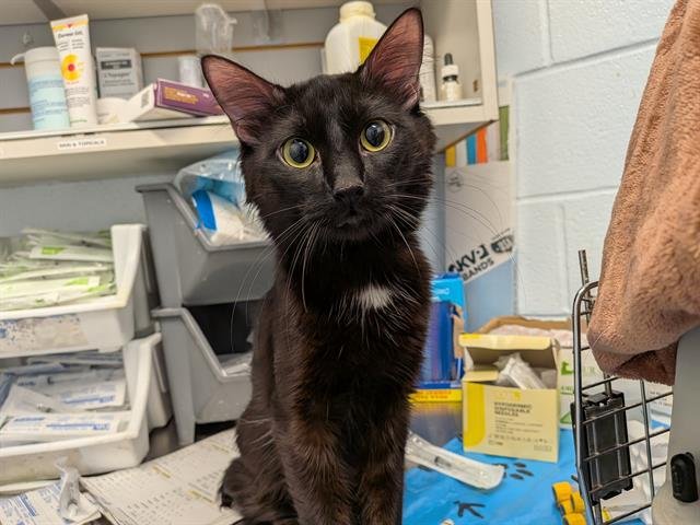 ARNIE - Domestic Long Hair available for adoption