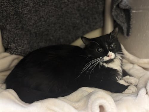 SILK - Domestic Medium Hair available for adoption