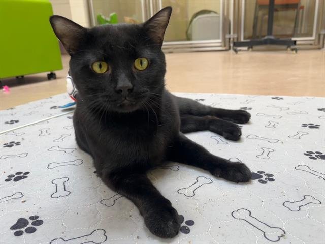 SLIM SHADY - Domestic Short Hair available for adoption