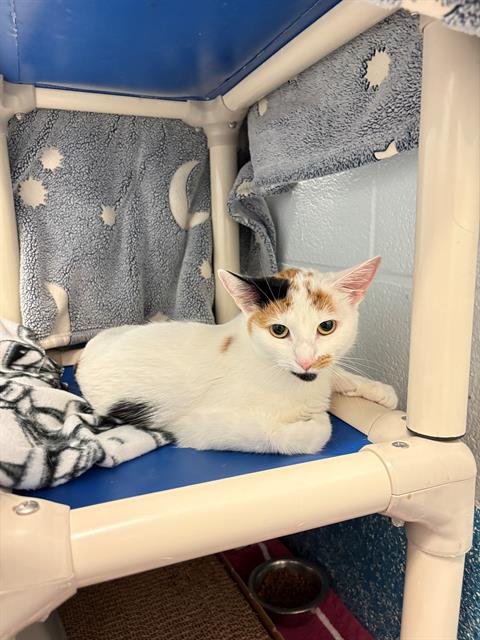 ALICE - Domestic Short Hair available for adoption