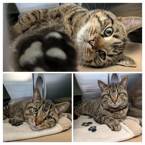 TEDDY - Domestic Short Hair available for adoption