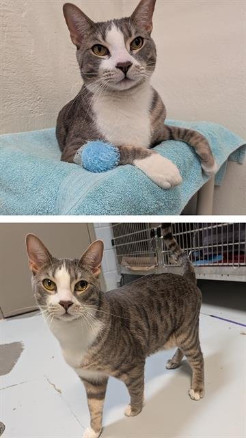 BUBBLES - Domestic Short Hair available for adoption