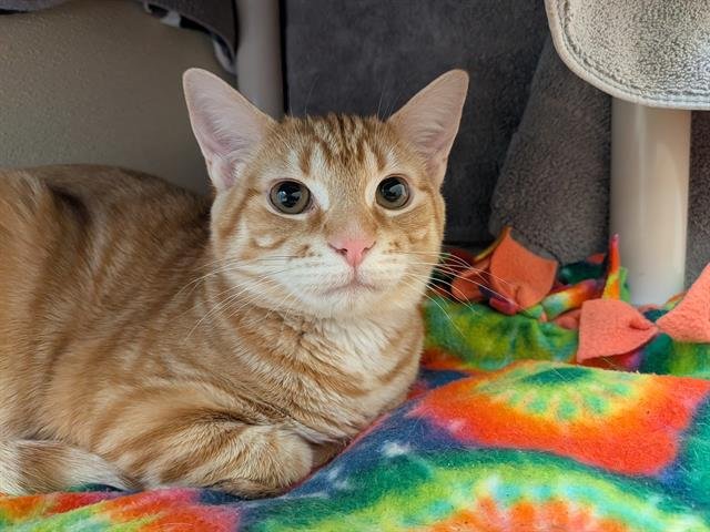 GINGER - Domestic Short Hair available for adoption