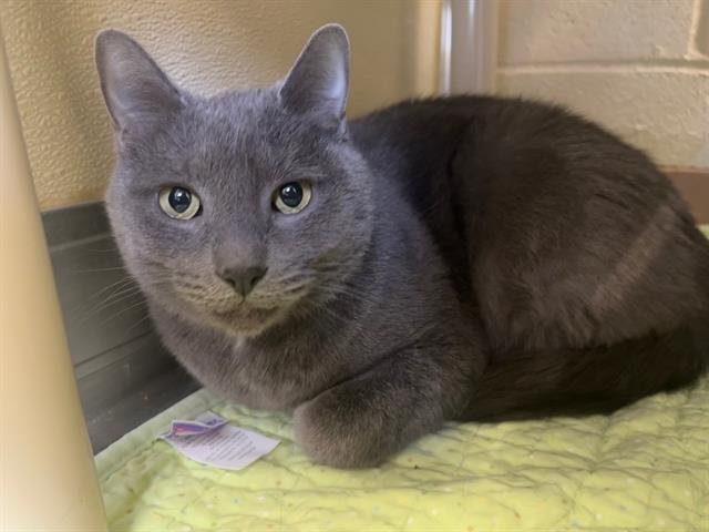 SMOKEY - Domestic Short Hair available for adoption