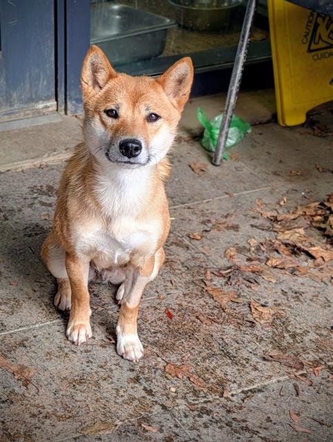 MISO - Shiba Inu available for adoption