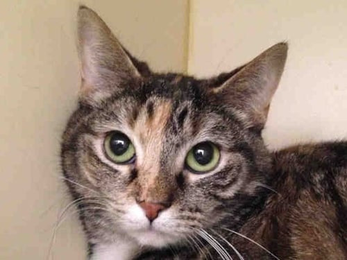 POOKIE - Domestic Short Hair for adoption in Pittsburgh