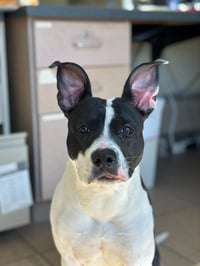 MS. DOBBY - Photo 1