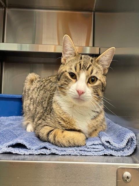 BLUE - Domestic Short Hair available for adoption