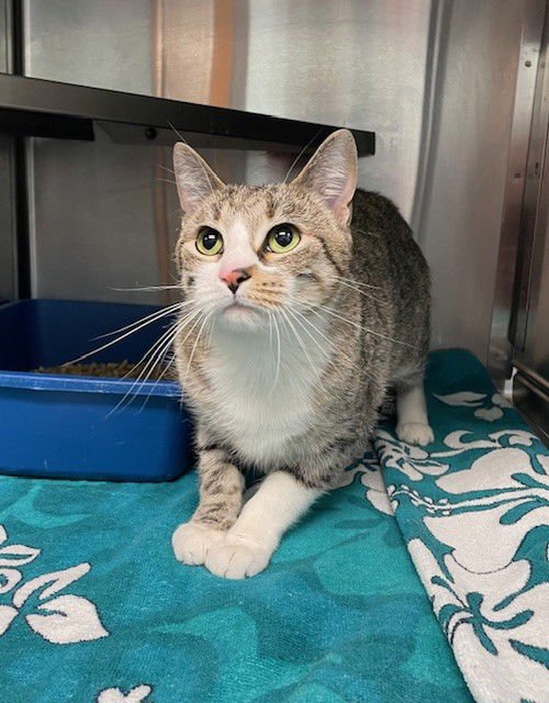 ZENA BEANS - Domestic Short Hair available for adoption