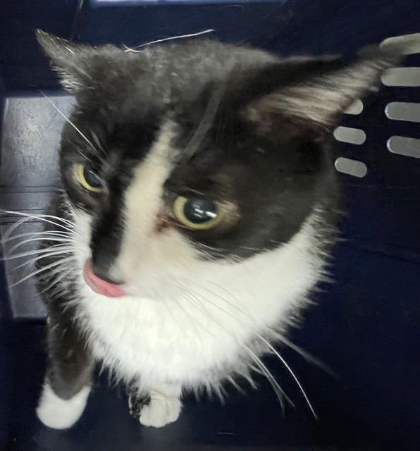 A113717 - Domestic Short Hair available for adoption