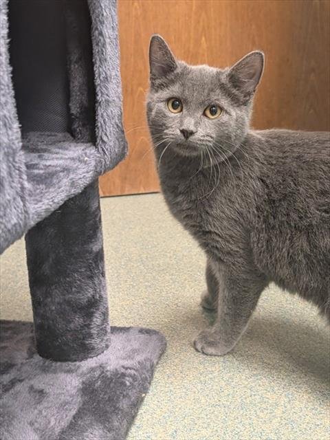 SAMANTHA - Domestic Short Hair available for adoption