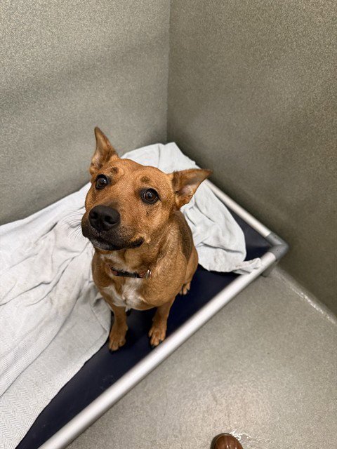 KIM - Australian Cattle Dog/Blue Heeler / Carolina Dog available for adoption