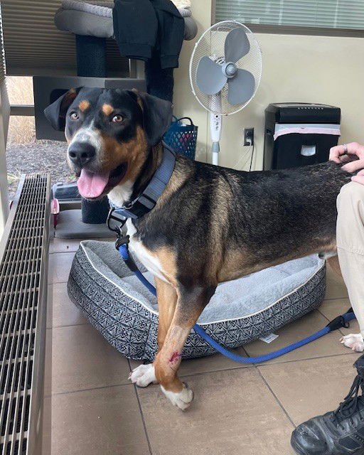 TOBY - Bernese Mountain Dog / Treeing Walker Coonhound available for adoption