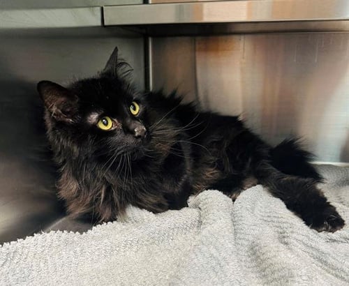 BART - Domestic Medium Hair available for adoption