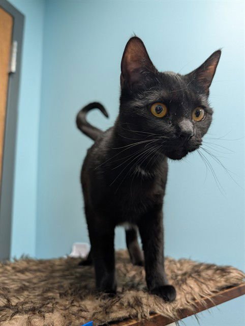 PUMPKIN - Domestic Short Hair available for adoption