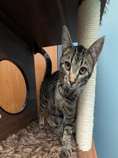 ASHES - Domestic Short Hair available for adoption