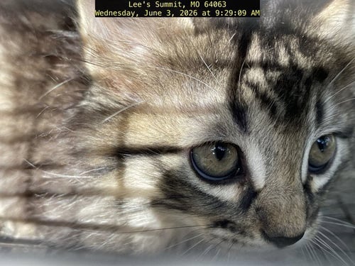 SPORTY SPICE - Domestic Short Hair available for adoption
