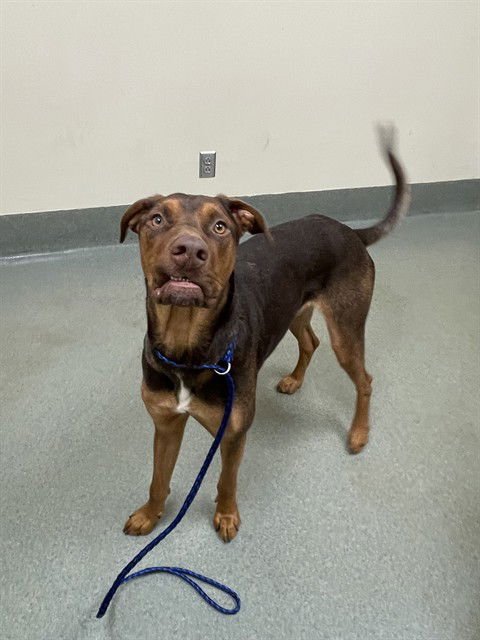 RUSTY - Doberman Pinscher available for adoption