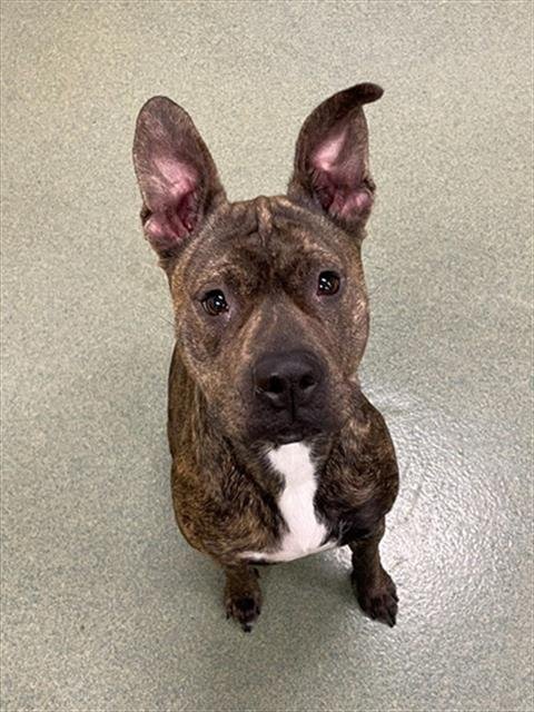 JILLY BEAN - Pit Bull Terrier available for adoption