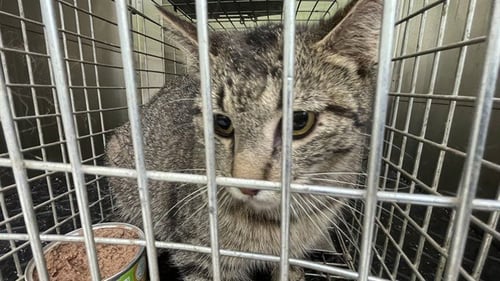FERRA - Domestic Short Hair available for adoption