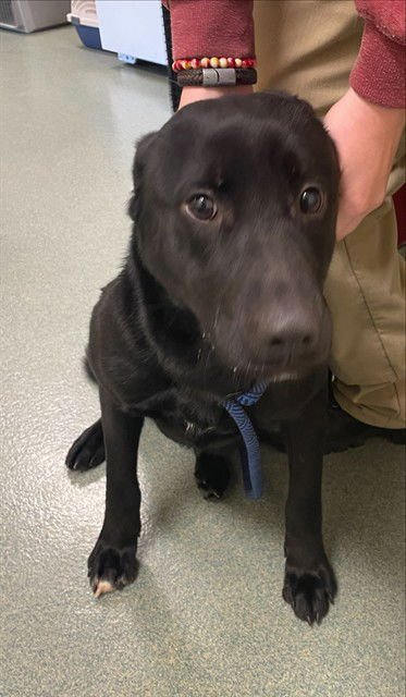 ROO - Labrador Retriever available for adoption