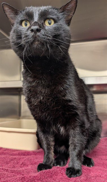 GULLIVER - Domestic Short Hair available for adoption