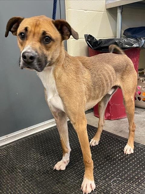 TIGGER - Labrador Retriever / Black Mouth Cur available for adoption