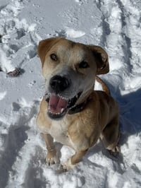 SIMBA - Photo 1