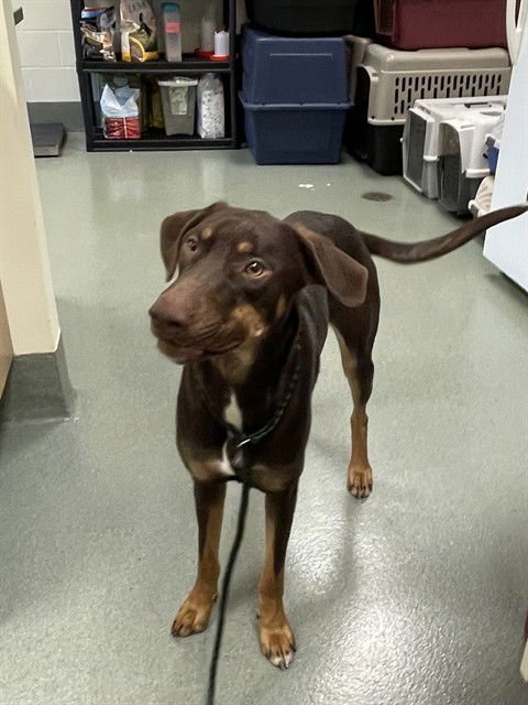 BRAUN - Doberman Pinscher available for adoption