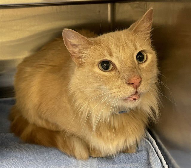 MISS LOU LOU - Domestic Long Hair available for adoption