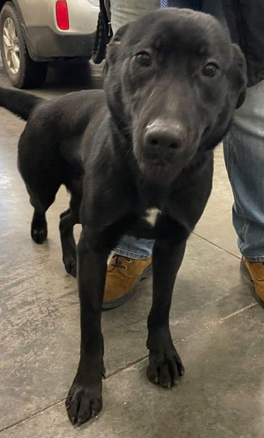 KANGA - Labrador Retriever / German Shepherd Dog available for adoption