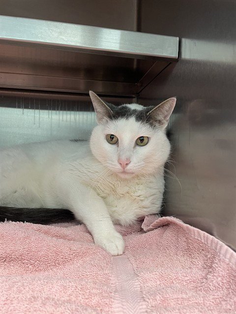 OTIS - Domestic Short Hair for adoption in Overland Park